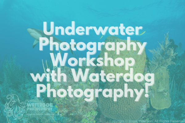 Announcing a new Underwater Photography Workshop!